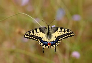 Krlangkuyruk (Papilio machaon)