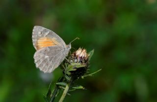 Kaya Esmeri (Kirinia clymene)