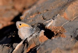 Kk Esmerperi (Hyponephele lycaon)