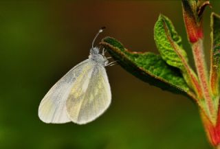 Narin Orman Beyaz (Leptidea sinapis)