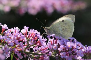 Byk Beyazmelek  (Pieris brassicae)