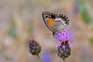 Anadolu Pirireisi&nbsp;(Satyrus&nbsp;favonius)