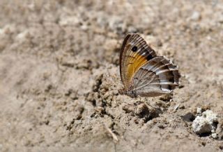 Anadolu Pirireisi&nbsp;(Satyrus&nbsp;favonius)