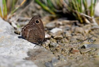 Hametli Pirireis (Satyrus ferulus)