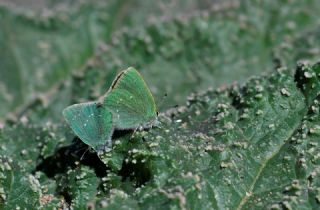 I�g�n Z�mr�t�, Minikz�mr�t&nbsp;(Callophrys&nbsp;mystaphia)
