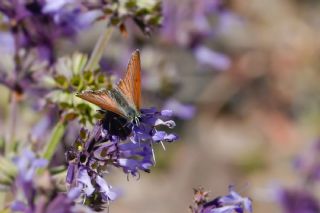 F�rat Bak�r G�zeli&nbsp;(Margelycaena&nbsp;euphratica )