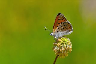 Alev Ate�g�zeli&nbsp;(Lycaena&nbsp;kefersteinii)