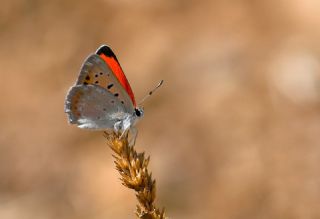 Da Atei (Lycaena thetis)