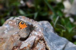 Kafkasya Gelinci�i&nbsp;(Tomares&nbsp;callimachus)