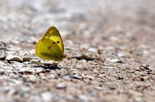 G�zel Azamet&nbsp;(Colias&nbsp;alfacariensis)