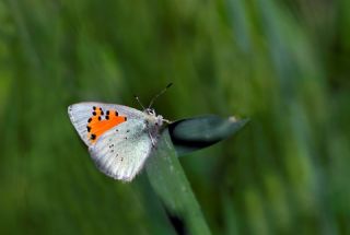 Romanov Gelinci�i&nbsp;(Tomares&nbsp;romanovi)