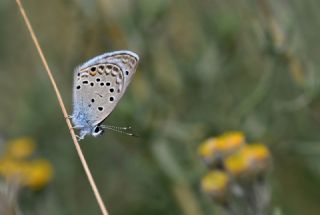 Anadolu Turan Mavisi&nbsp;(Turanana&nbsp;panagaea)