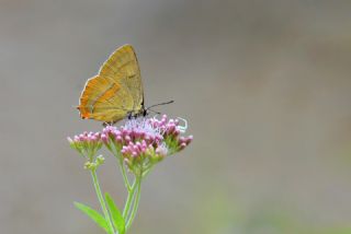 Hu� G�zeli&nbsp;(Thecla&nbsp;betulae)