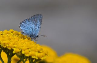 Mavi Sevbeni&nbsp;(Satyrium&nbsp;armenum)