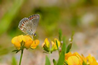 Do�ulu Esmerg�z&nbsp;(Plebejus&nbsp;carmon)