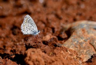 Doulu Esmergz (Plebejus carmon)
