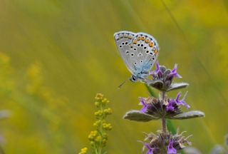 Anadolu Esmergz (Plebejus modicus)