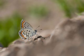 Do�ulu Esmerg�z&nbsp;(Plebejus&nbsp;carmon)