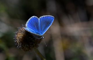 Lacivert Anadolu �okg�zl�s�&nbsp;(Polyommatus&nbsp;actis )