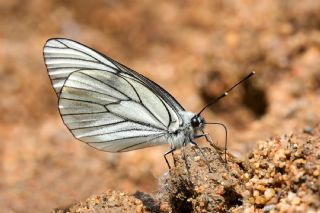 Al�� Beyaz�&nbsp;(Aporia&nbsp;crataegi)