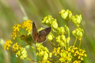 �okg�zl� L�bnan Esmeri&nbsp;(Polyommatus&nbsp;alcestis)