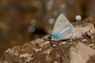 �okg�zl� Antikarmon&nbsp;(Polyommatus&nbsp;anticarmon)