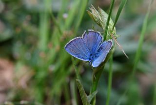 okgzl Antikarmon (Polyommatus anticarmon)