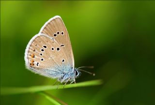 okgzl Gzel Mavi (Polyommatus bellis)