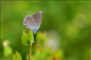 okgzl Gzel Mavi (Polyommatus bellis)