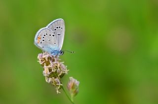 �okg�zl� G�zel Mavi&nbsp;(Polyommatus&nbsp;bellis)