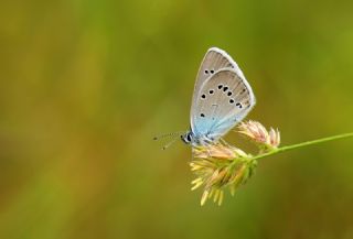 �okg�zl� G�zel Mavi&nbsp;(Polyommatus&nbsp;bellis)