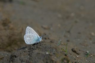 �okg�zl� Buzul Mavi&nbsp;(Polyommatus&nbsp;buzulmavi)