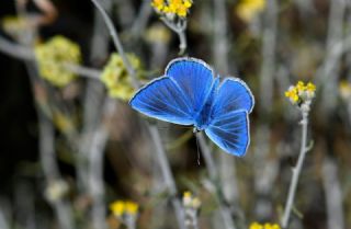 G�lek �okg�zl�s�&nbsp;(Polyommatus&nbsp;cilicius)