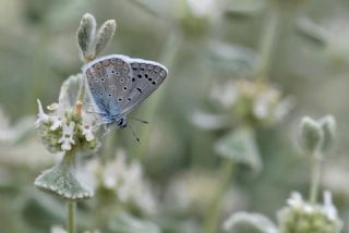 okgzl Kk Turan Mavisi (Polyommatus cornelius)