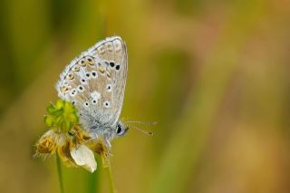 �okg�zl� Anadolu Mavisi&nbsp;(Aricia&nbsp;crassipunctus)