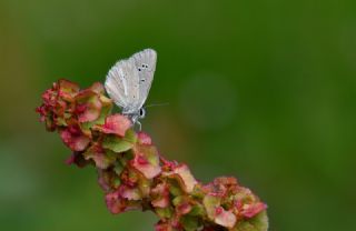 �okg�zl� Damon Mavisi&nbsp;(Polyommatus&nbsp;damon)