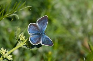 �okg�zl� Diana Mavisi&nbsp;(Polyommatus&nbsp;diana)