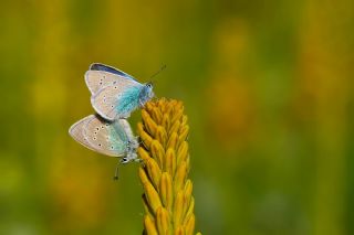 �okg�zl� Diana Mavisi&nbsp;(Polyommatus&nbsp;diana)
