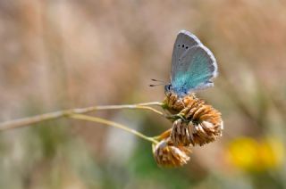 �okg�zl� Fatma Mavisi&nbsp;(Polyommatus&nbsp;fatima)