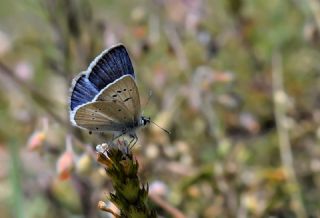 okgzl figenya (Polyommatus iphigenia)