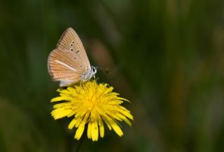 �okg�zl� Van Esmeri&nbsp;(Polyommatus&nbsp;kurdistanicus)