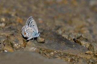 �okg�zl� G�m�� Mavi&nbsp;(Albulina&nbsp;loewii)