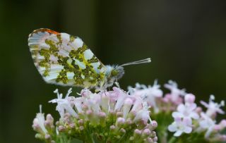 Turuncu S�sl�&nbsp;(Anthocharis&nbsp;cardamines)
