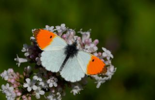 Turuncu S�sl�&nbsp;(Anthocharis&nbsp;cardamines)