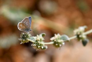 okgzl Anadolu illi Mavisi (Polyommatus ossmar)