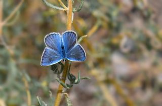 �okg�zl� Hayal Mavisi&nbsp;(Polyommatus&nbsp;pierceae)