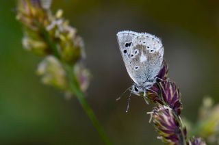 Pirene �okg�zl�s�&nbsp;(Polyommatus&nbsp;pyrenaicus)