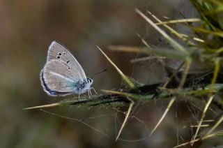 �okg�zl� Kunchuy Mavisi&nbsp;(Polyommatus&nbsp;schuriani)