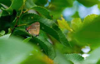 Karaa�a� Sevbenisi&nbsp;(Satyrium&nbsp;w-album)