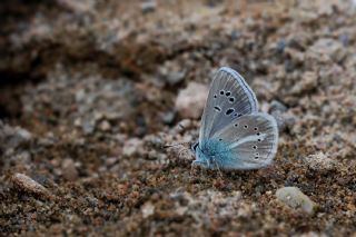 �okg�zl� T�rk Mavisi&nbsp;(Polyommatus&nbsp;turcicus)